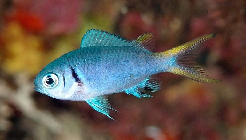 Chromis - Titanium (Chromis xanthura) - Marine World Aquatics