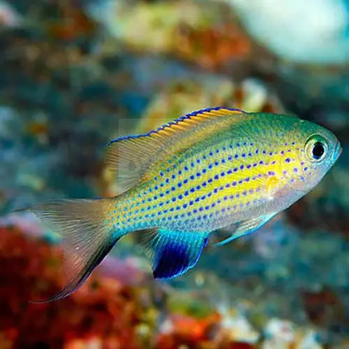 Chromis - Vanderbilt's (Chromis vanderbilti) - Marine World Aquatics