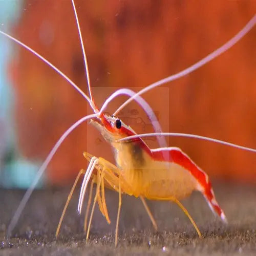 Cleaner Shrimp (Lysmata amboinensis) - Marine World Aquatics