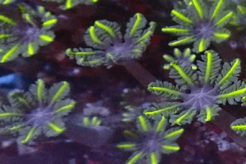 Clove Polyps for Marine Aquariums – Marine World Aquatics