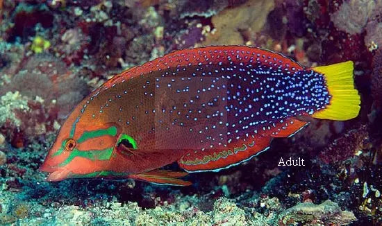 Clown Wrasse - Gaimard : A (Coris gaimard) - Marine World Aquatics