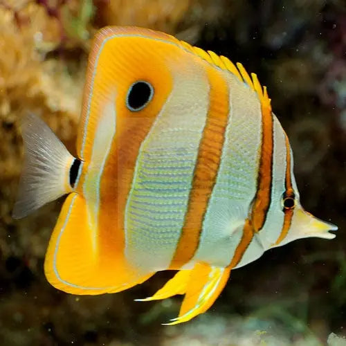 Copperband Butterfly (Chelmon rostratus) - Marine World Aquatics