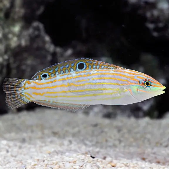 Cosmos Wrasse (Halichoeres cosmetus) - Marine World Aquatics