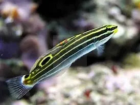 Court Jester Goby - Gold (Amblygobius hectori) - Marine World Aquatics