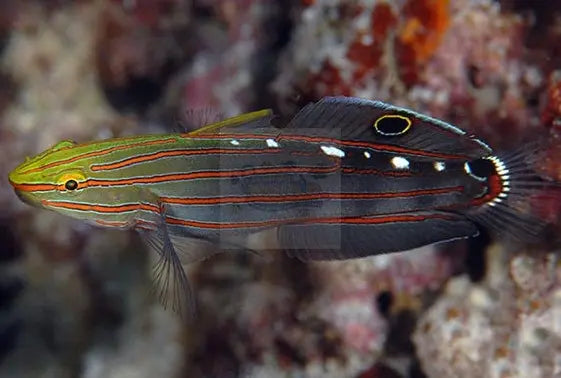 Court Jester Goby (Amblygobius rainfordi) - Marine World Aquatics