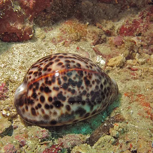 Cowrie  Tiger (Cypraea tigris) - Marine World Aquatics