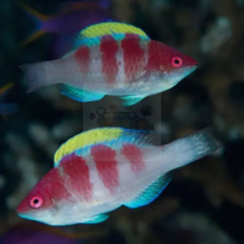 Crimson Dwarf Parrot (Cirrhilabrus flavidorsalis) - Marine World Aquatics