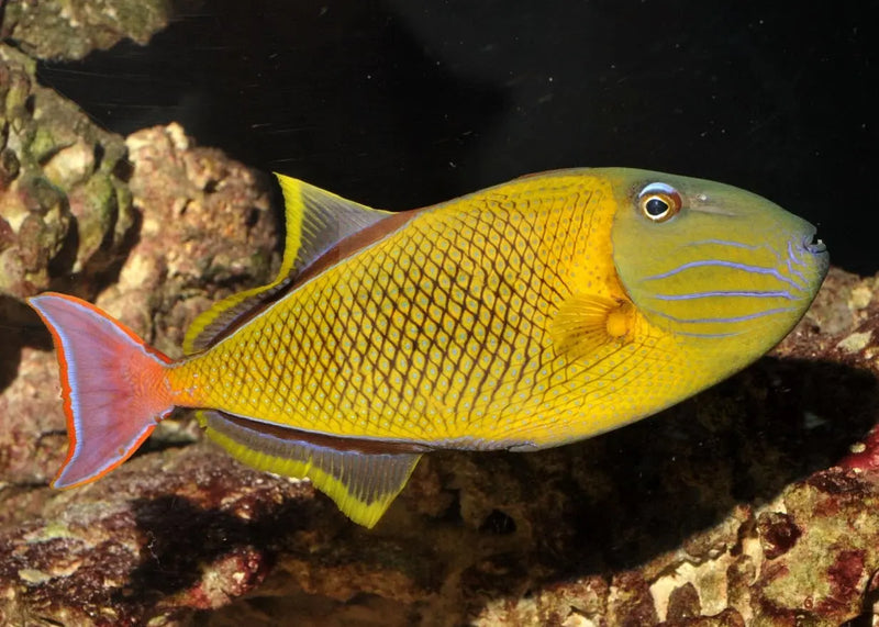 Cross Hatch Trigger (Xanthichthys mento) - Marine World Aquatics