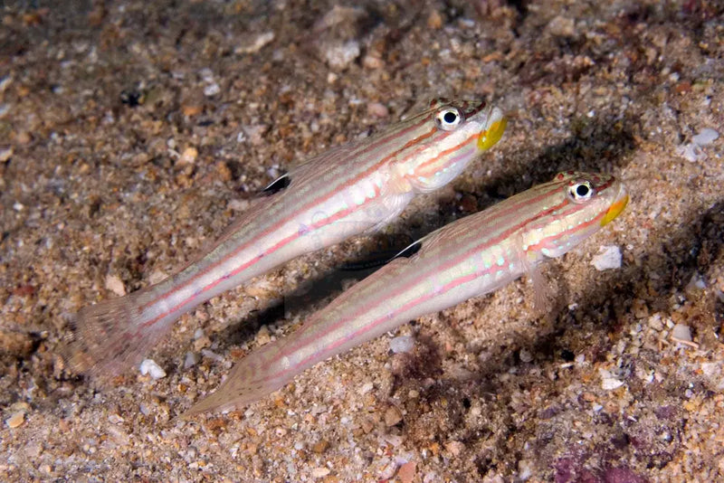 Crosshatch Goby (Valenciennea muralis) - Marine World Aquatics