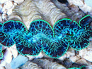 Cultured Clam - Crocea Ultra - Marine World Aquatics