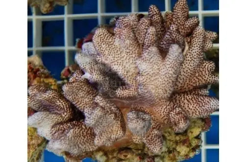 Cultured Finger Coral Cauliflower (Cladiella spp) - Marine World Aquatics