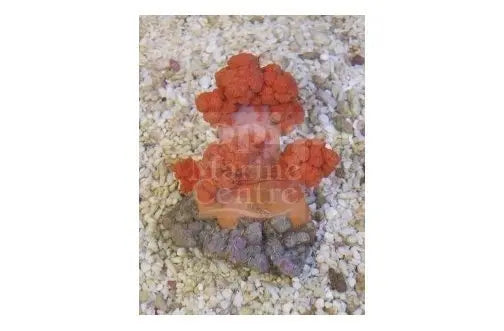 Cultured Pussey Coral Orange (Scleronephthya spp) - Marine World Aquatics