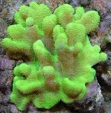 Cultured Toadstool Knobbly (Sarcophyton spp) - Marine World Aquatics