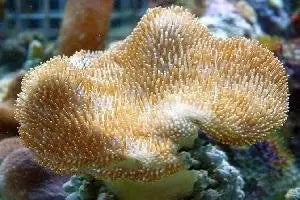 Cultured Toadstool Yellow (Sarcophyton spp) - Marine World Aquatics