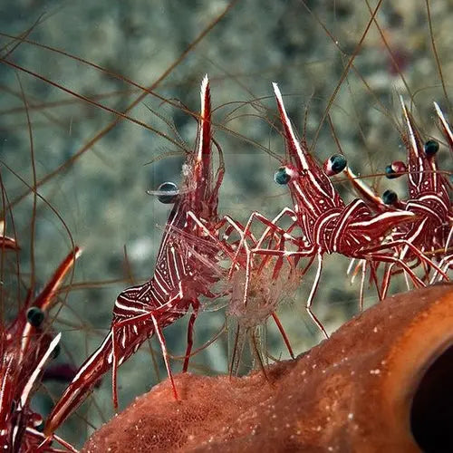 Dancing Shrimp (Rhynchocinetes durbanensis) - Marine World Aquatics