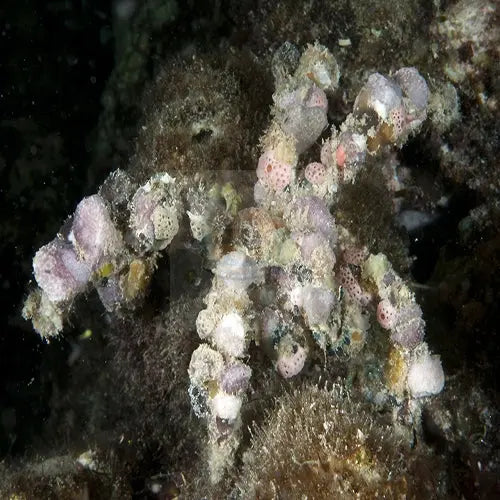 Decorator Crab (Camposcia retusa) - Marine World Aquatics