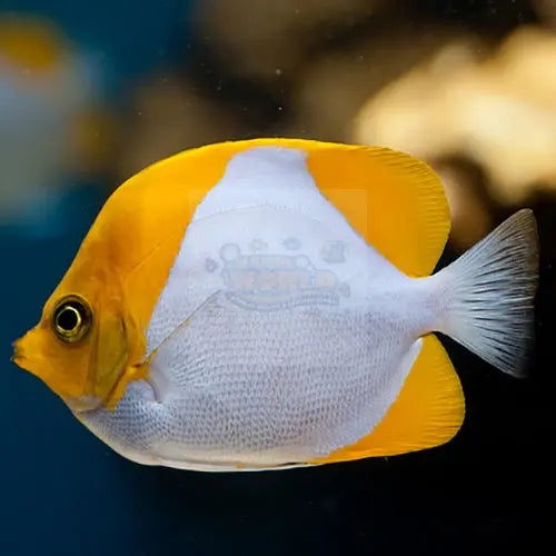 Diamond Butterfly  (Hemitaurichthys polylepis) - Marine World Aquatics