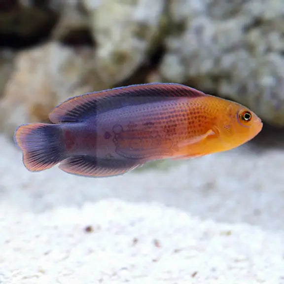 Dilectis Pygmy Basslet (Pseudochromis dilectus) - Marine World Aquatics