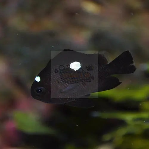 Domino Damsel (Dascyllus trimaculatus) - Marine World Aquatics