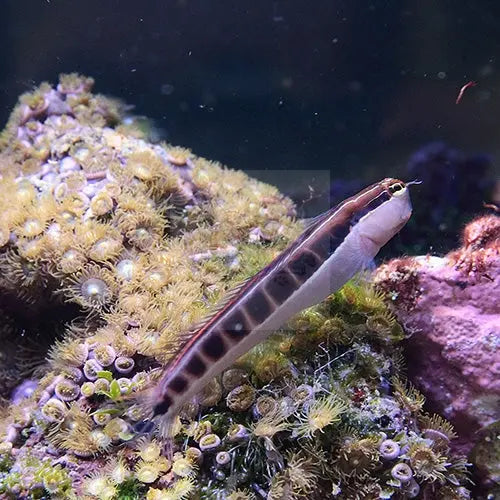 Dot Dash Blenny (Escenius lineatus) - Marine World Aquatics