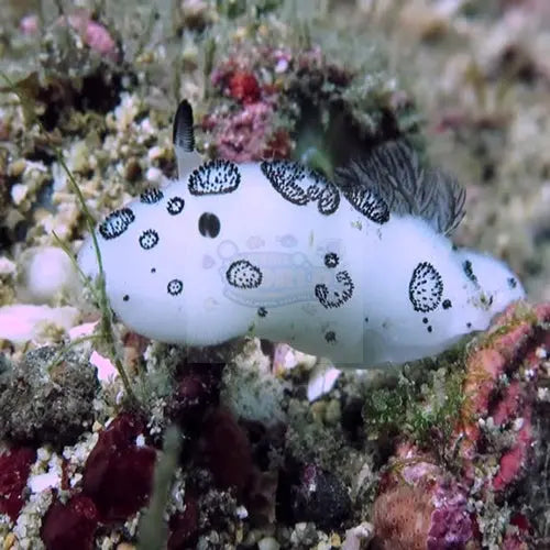 Dotted Nudibranch (Jorunna funebris) - Marine World Aquatics