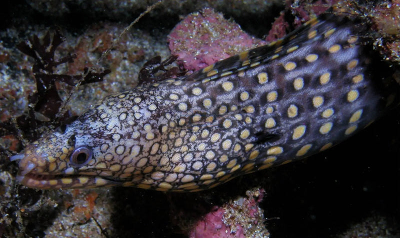 Dragon Eel - Mexican (Muraena lentiginosa) - Marine World Aquatics