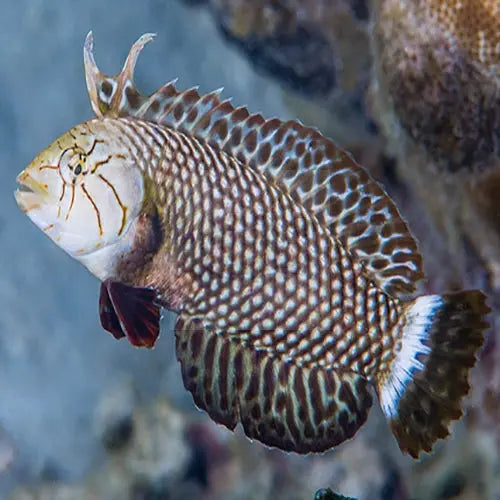 Dragon Wrasse - West Ind Ocean (Novaculichthys taeniourus) - Marine World Aquatics