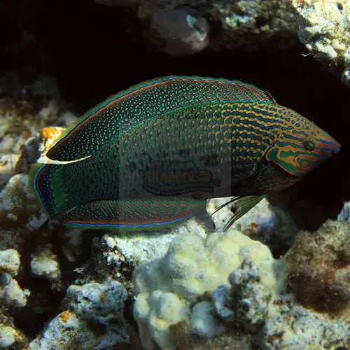 Dusky Wrasse - Adult (Halichoeres marginatus) - Marine World Aquatics