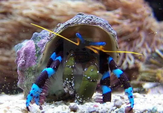 Electric Blue Hermit Crab - Features & Benefits – Marine World Aquatics