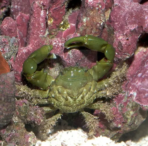 Emerald Crab (Mithraculus sculptus) - Marine World Aquatics