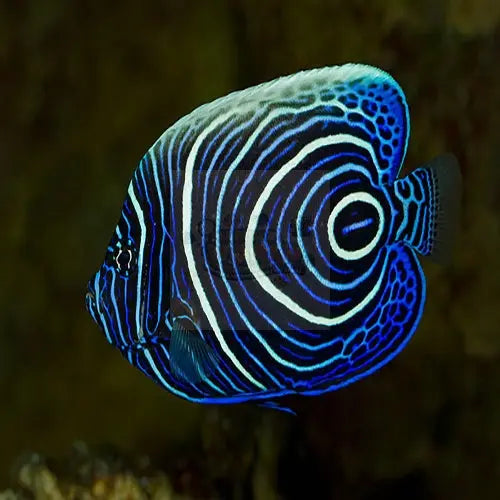 Emperor Angel : J (Pomacanthus imperator) - Marine World Aquatics