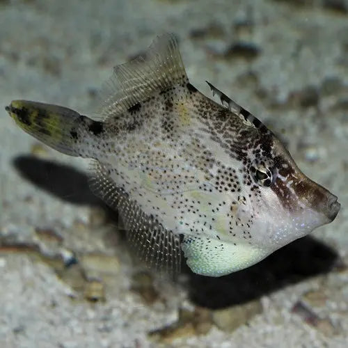 Fan Belly Filefish - Aust (Monacanthus chinensis) - Marine World Aquatics