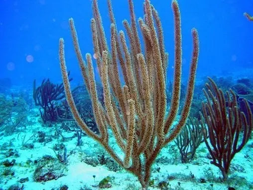 Coloured Whip / Fan Gorgonia (Gorgonia spp) - Marine World Aquatics