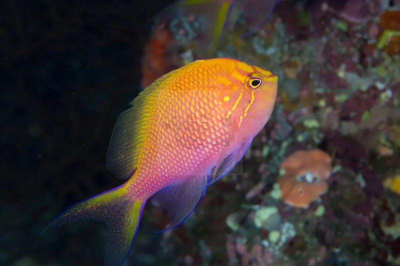 Fat Head Anthias (Serranocirrhitus latus) - Marine World Aquatics