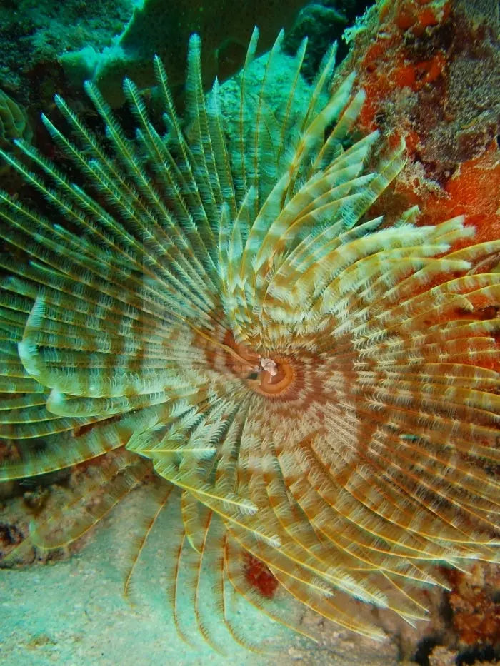 Feather Duster Yellow (Sabellastarte spp.) - Marine World Aquatics