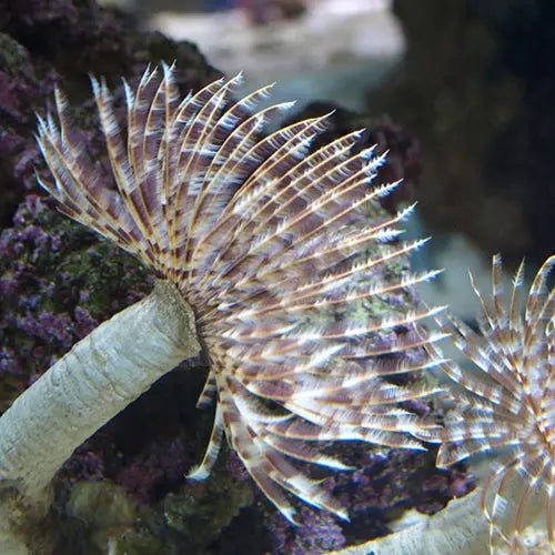 Feather Duster (Sabellastarte spp.) - Marine World Aquatics