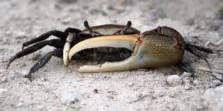 Fiddler Crab - (Uca spp.) - Marine World Aquatics