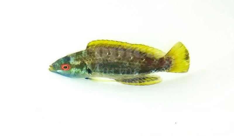 Fiji Velvet Speck Dwarf Parrot (Cirrhilabrus punctatus) - Marine World Aquatics