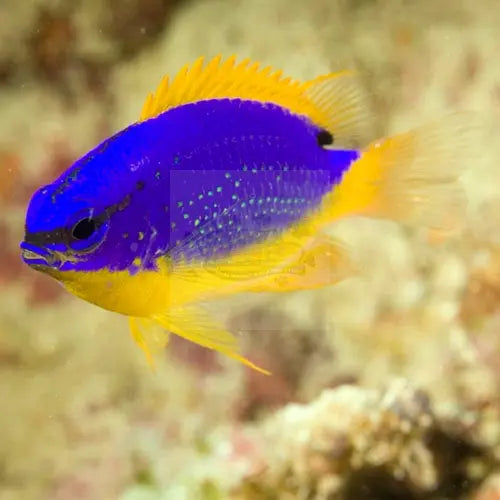 Fijian Blue & Gold Damsel (Chrysiptera taupou) - Marine World Aquatics