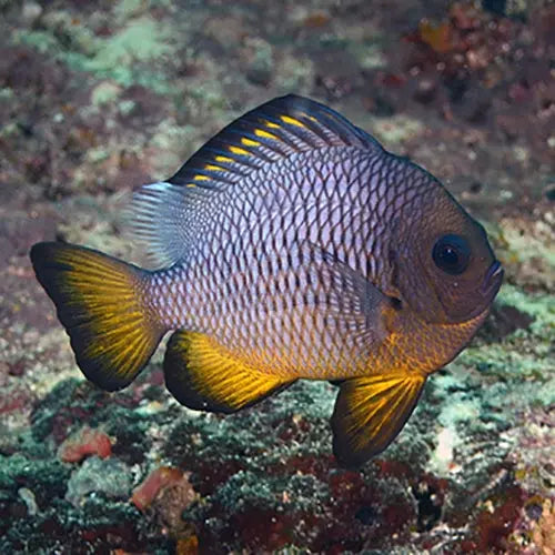 Fijian Yellow Domino Damsel (Dascyllus auripinnis) - Marine World Aquatics