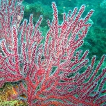 Finger Gorgonia Red (Lophogorgia nodulifera) - Marine World Aquatics