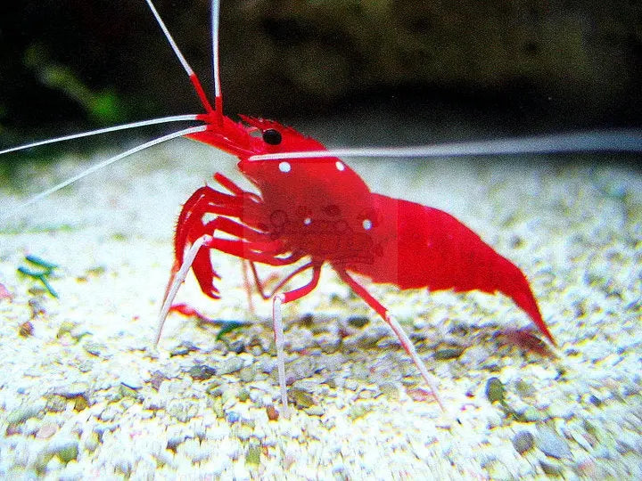 Fire Shrimp (Lysmata debelius) - Marine World Aquatics