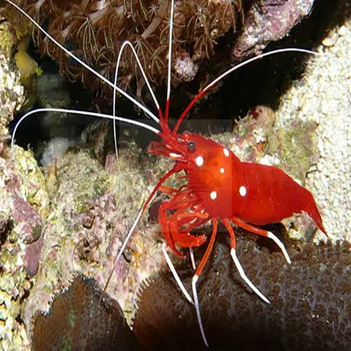 Fire Shrimp (Lysmata debelius) - Marine World Aquatics