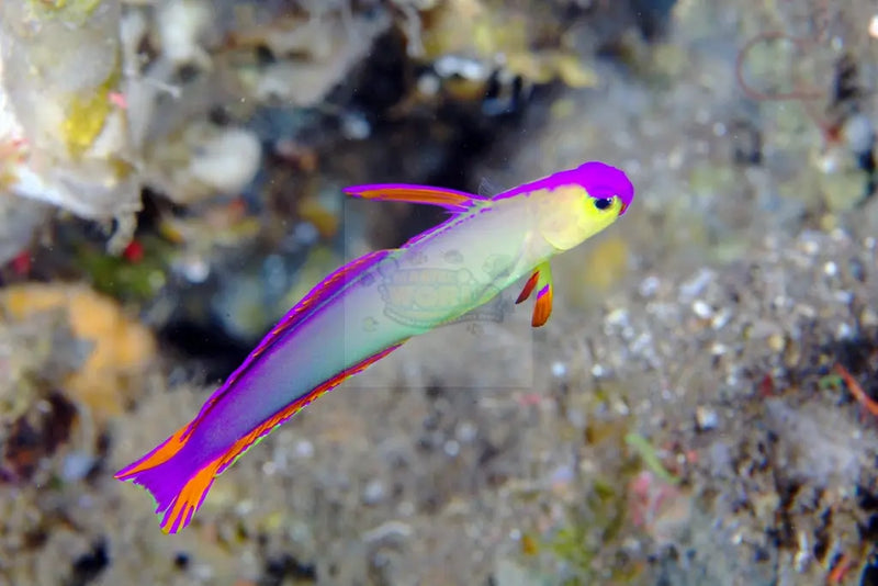 Firefish - Purple (Nemateleotris decora) - Marine World Aquatics