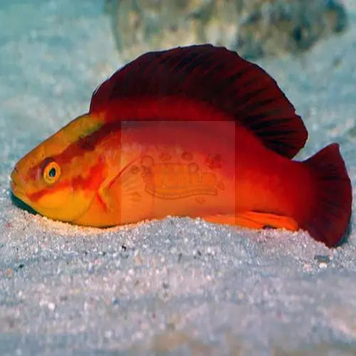 Flame Dwarf Parrot - Haiwaiian (Cirrhilabrus jordani) - Marine World Aquatics