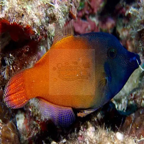 Flame Filefish (Pervagor melanosoma) - Marine World Aquatics