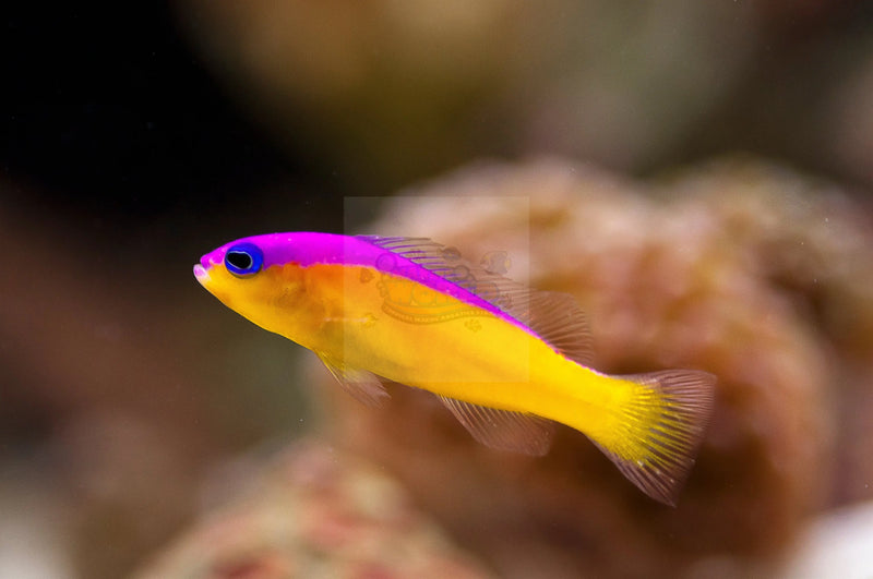 Flashback Pygmy Basslet (Pictichromis diadema) - Marine World Aquatics