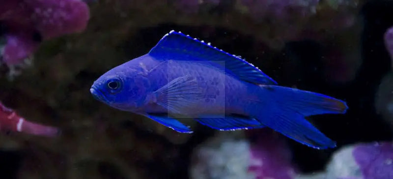 Forktail Pygmy Basslet - Blue (Assessor macneilli) - Marine World Aquatics