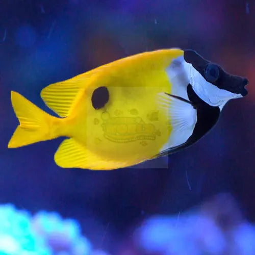 FoxFace - Black Spot (Siganus unimaculatus) - Marine World Aquatics