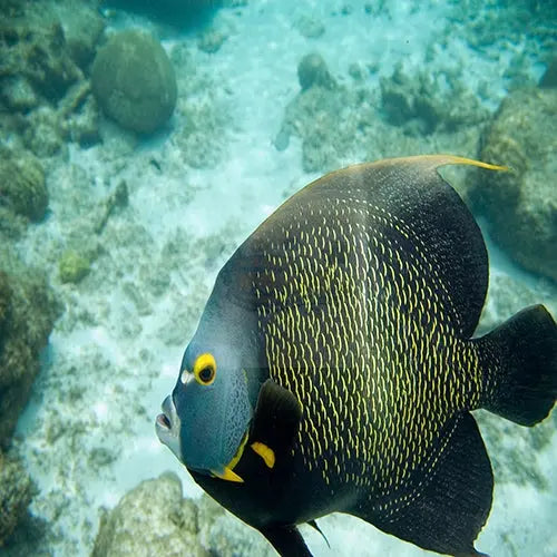 French Angel : A (Pomacanthus paru) - Marine World Aquatics